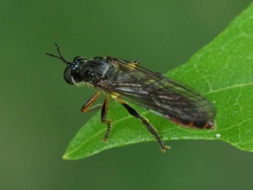Dioctria sp.